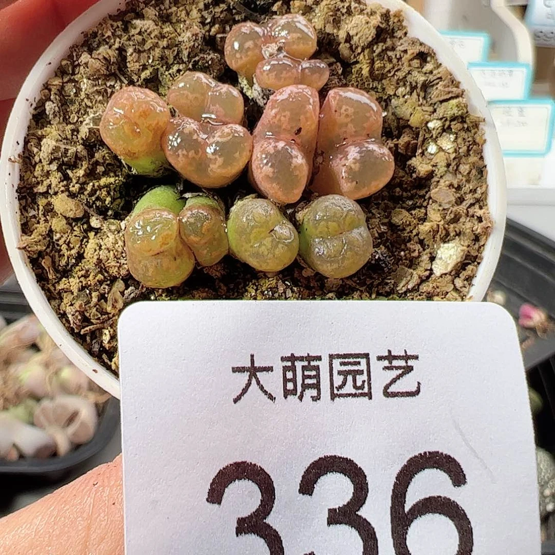 0000336 肉锥一物一拍……