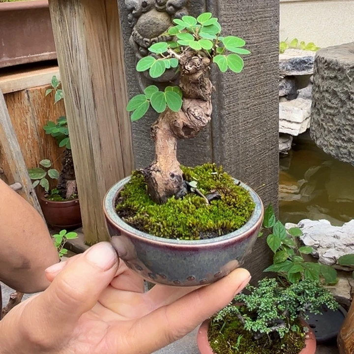 黄***朴无花朵金丝红木羊蹄甲
