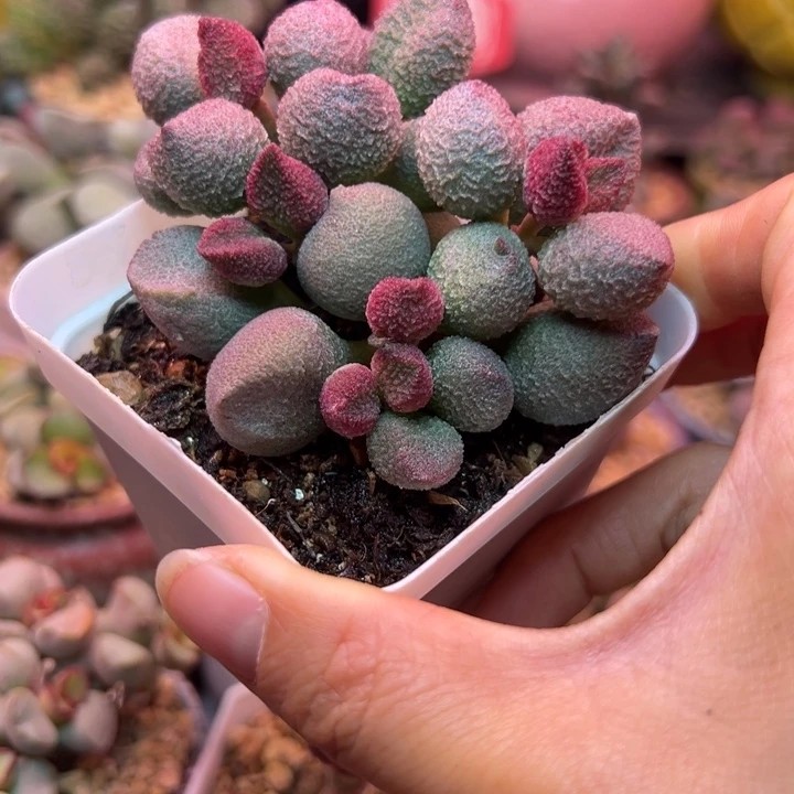 一物一拍，感谢支持