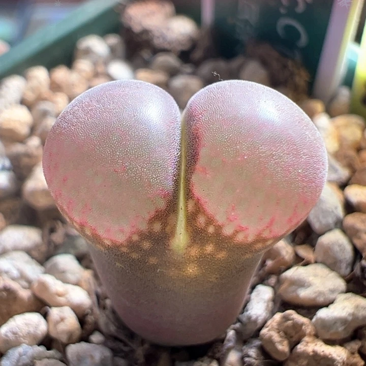 w25。优选c10X贝瑞 2年 88折后价