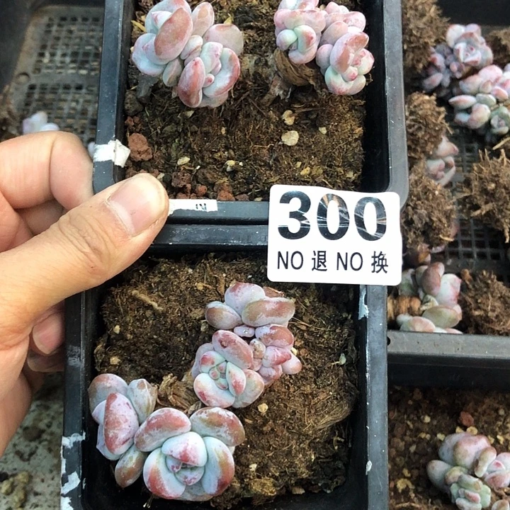 星影石榴籽福利出咯 300