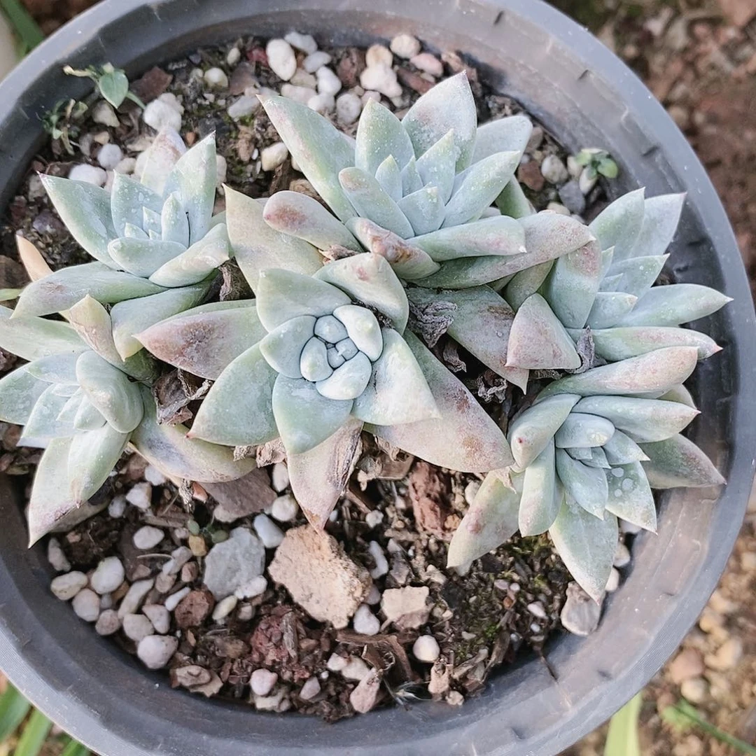 【闪购商品】哈哈哈流丹白姆多肉2116