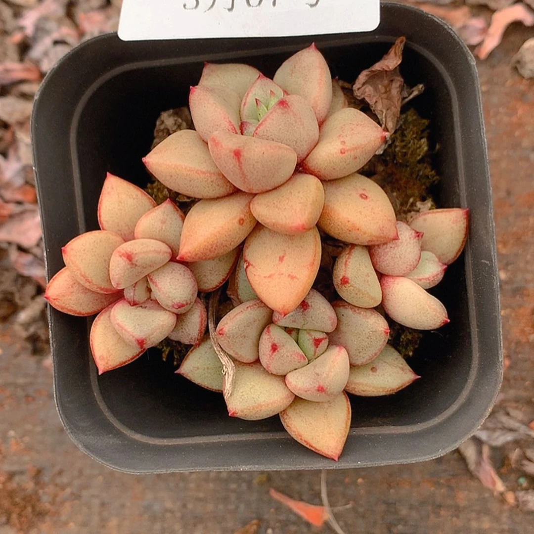 【闪购商品】云542