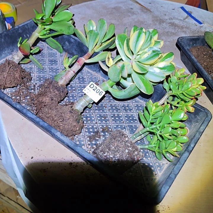 糯***糕四棵不同品种花月206