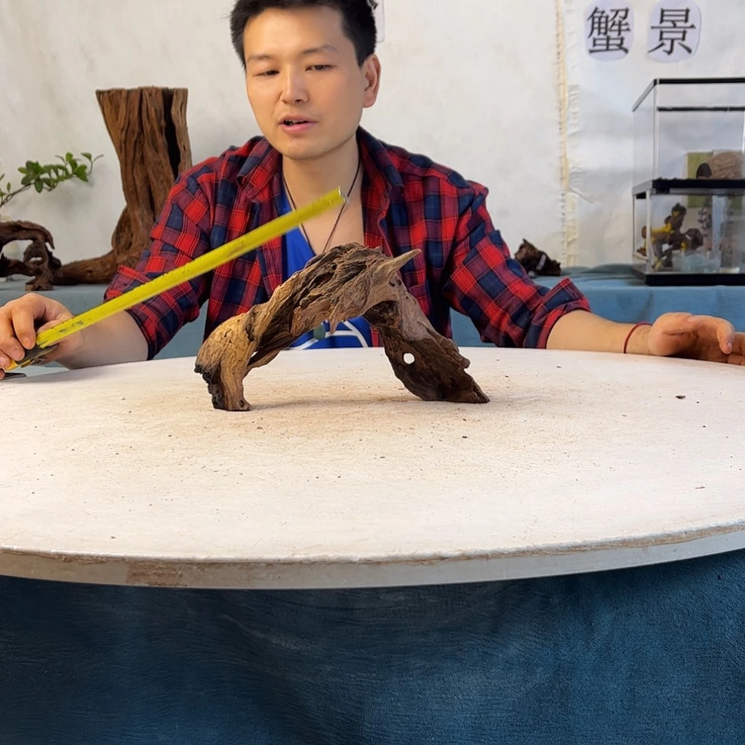 沉木造景寄居蟹景