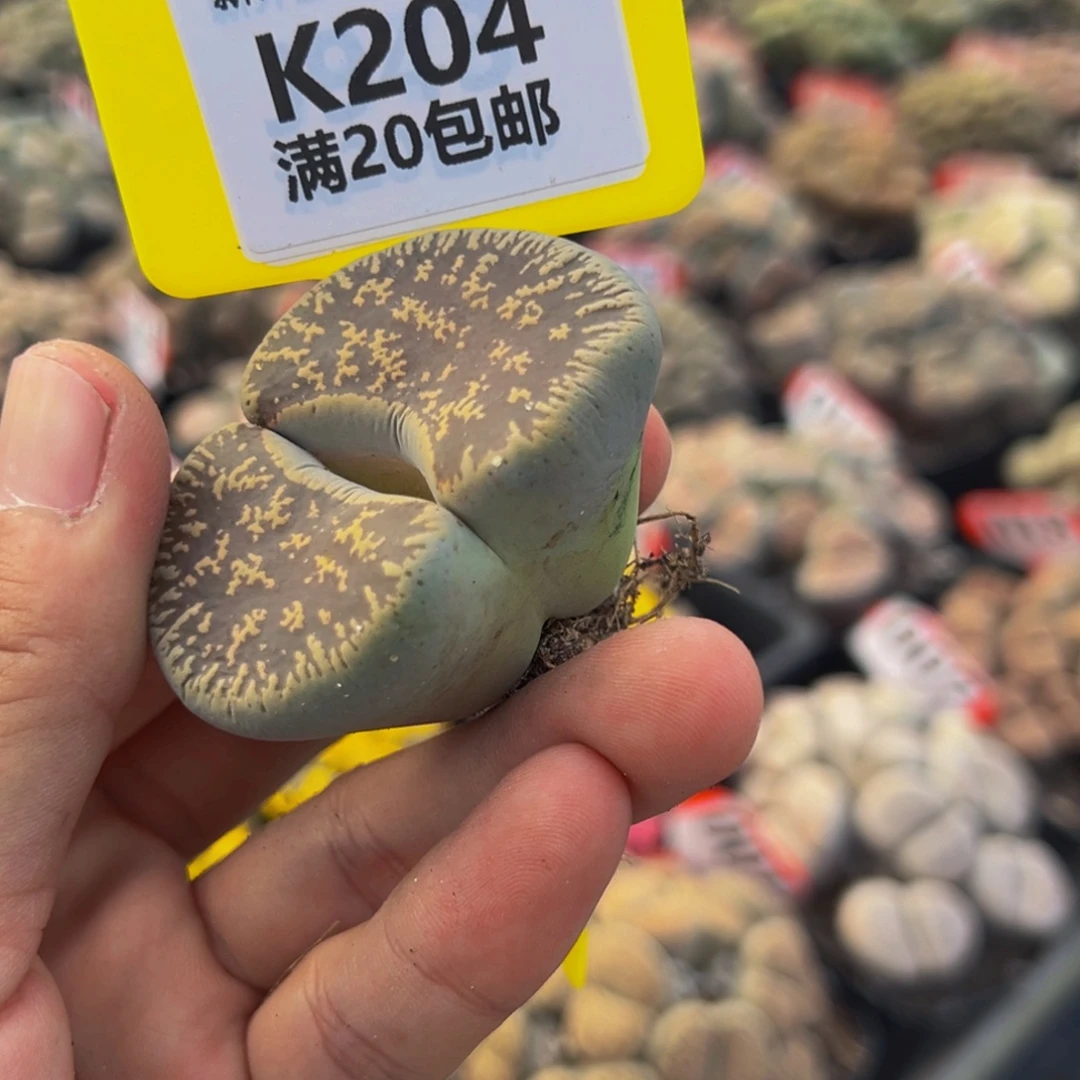 204 生石花大群生一物一拍