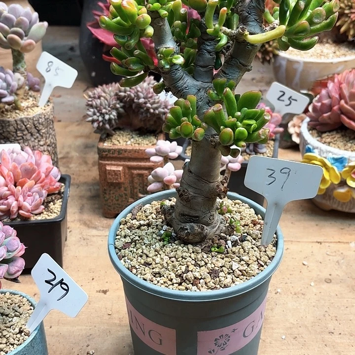 多肉植物，吸财树39号