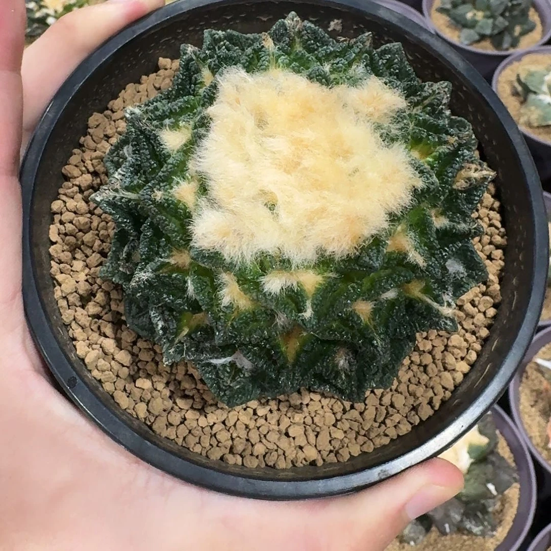 辛顿尺寸8.8cm有跟