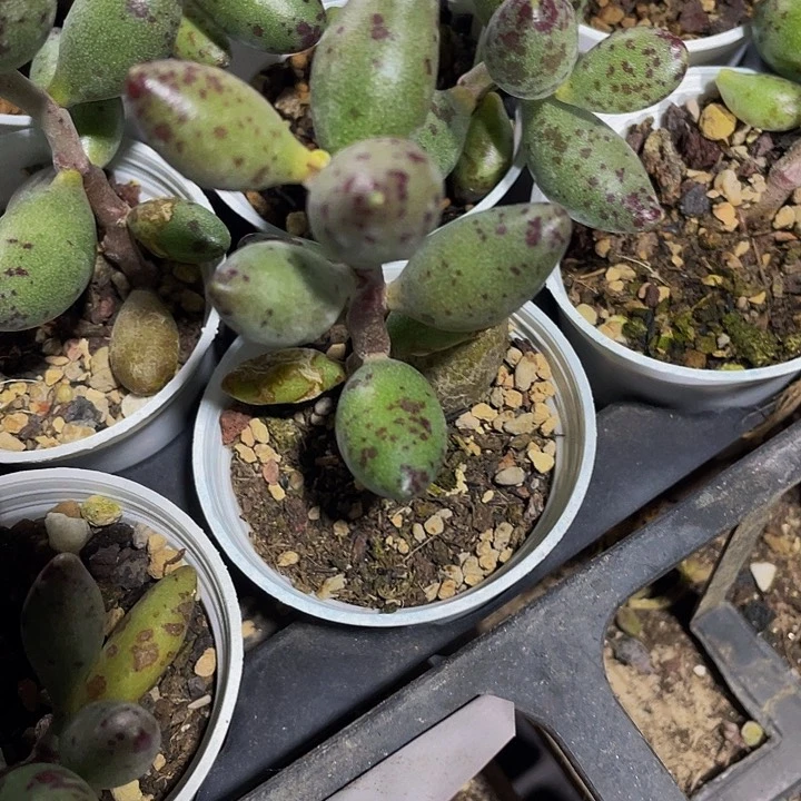 小黄鱼水泡5.8带盆土发