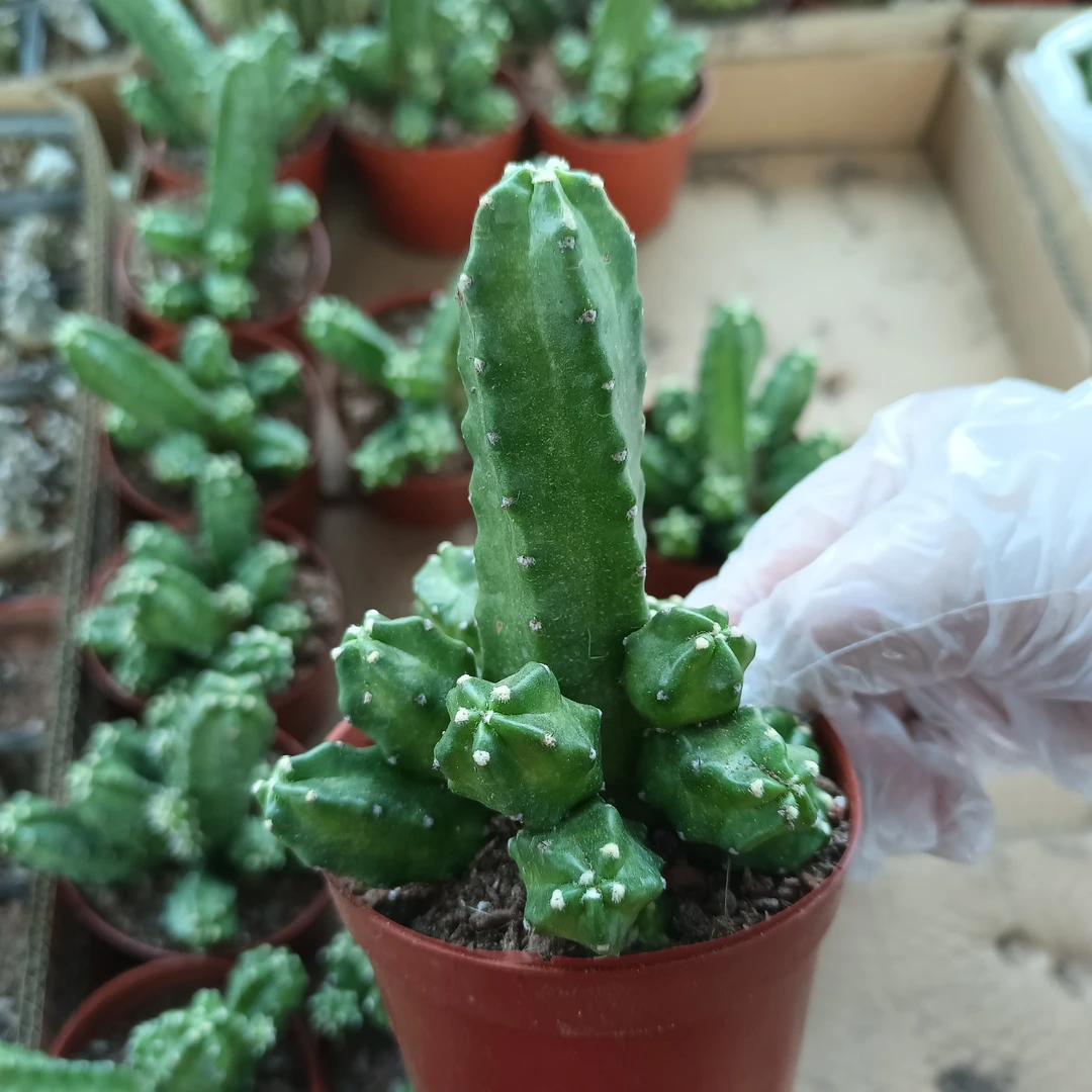 仙人球 桃太郎盆栽