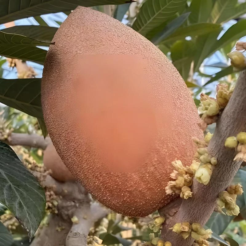 【妈咪果种子】四季播种阳台盆栽小院种植简单夏季开花高产水果