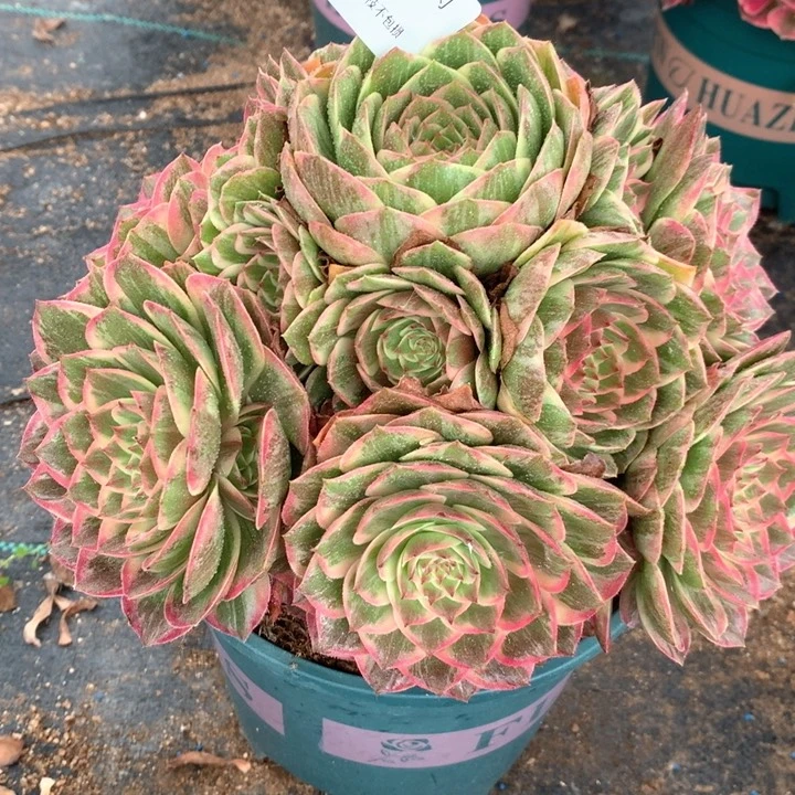 191莲花座多肉植物特价