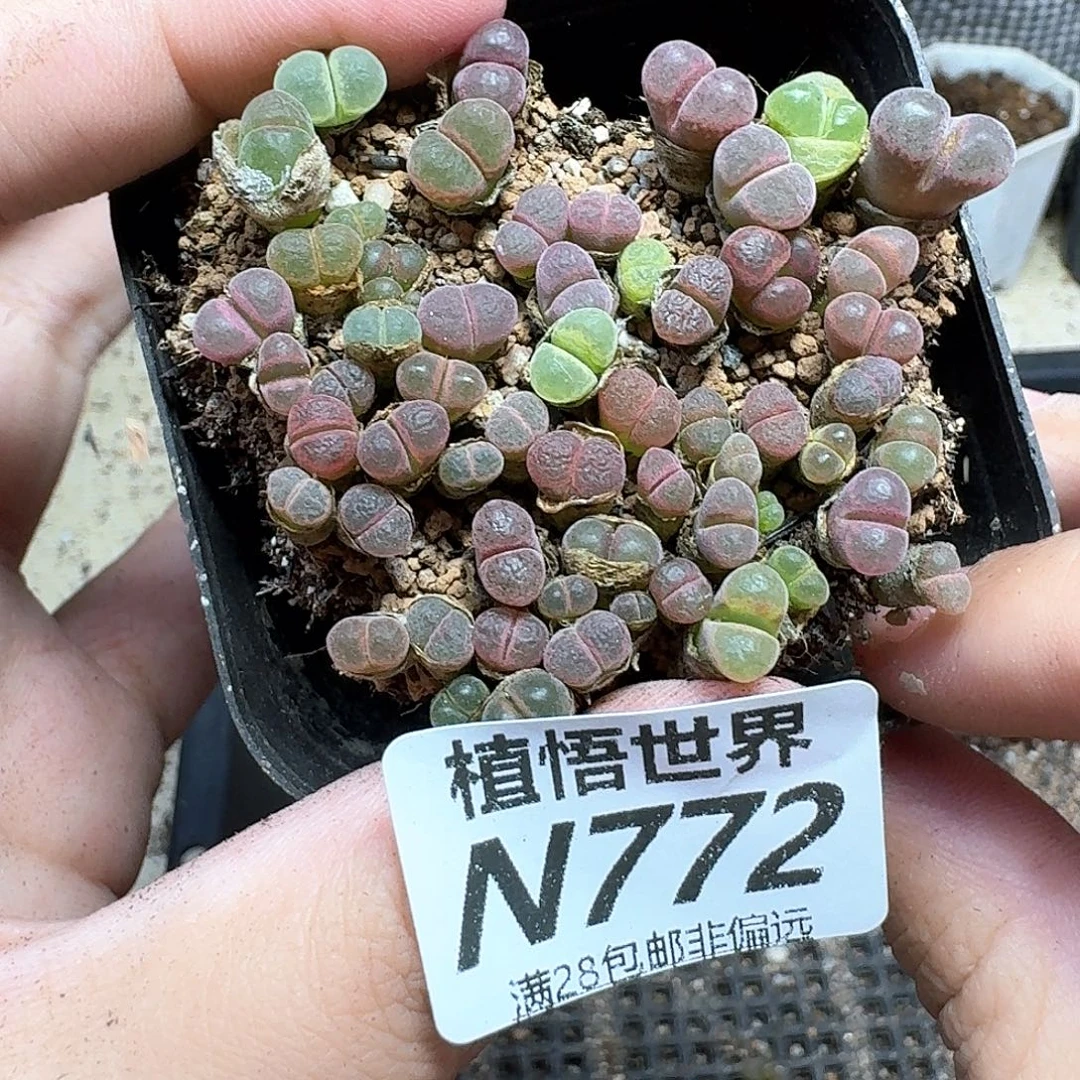 多肉植物的润泽发发