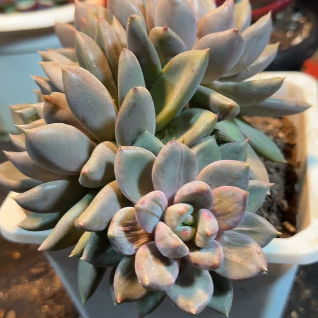 红象牙石化拉丝惊鸿一物一拍包装收缩花旱