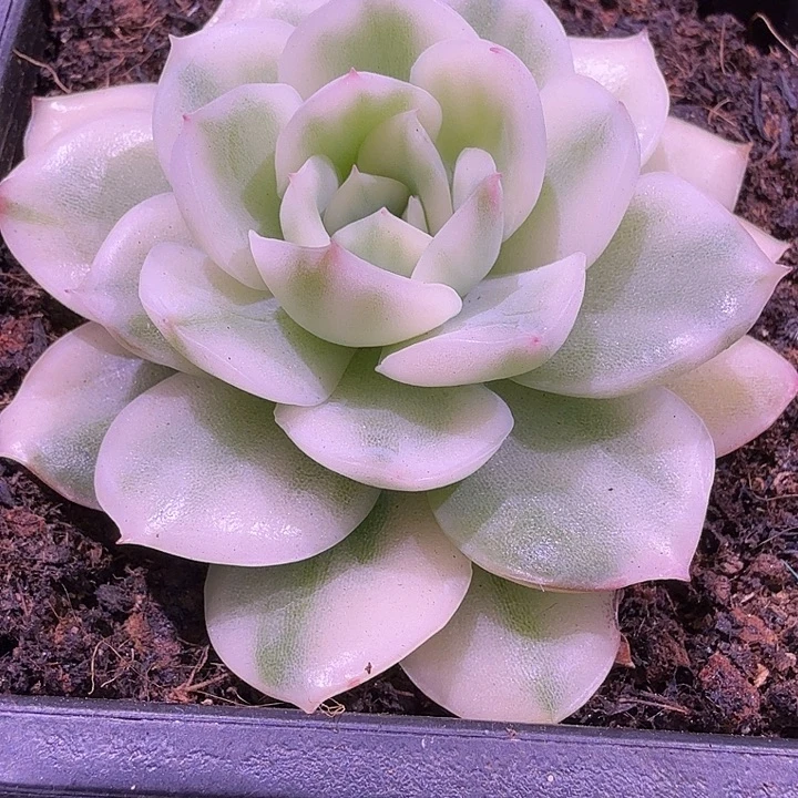 韩酥锦多肉锦植物
