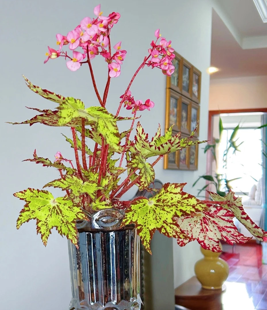 黄金几何绿洲室内阳台庭院观叶花热带雨林盆栽进口网红绿植