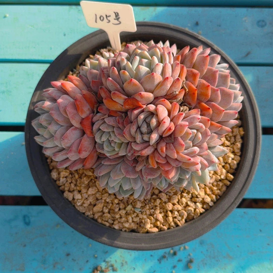 105号多肉11111111111