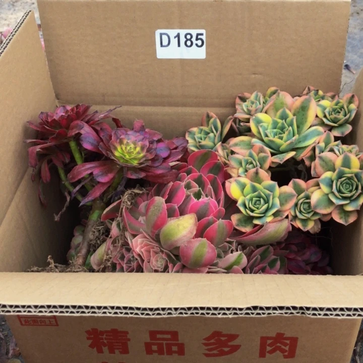 法师多肉植物组合185