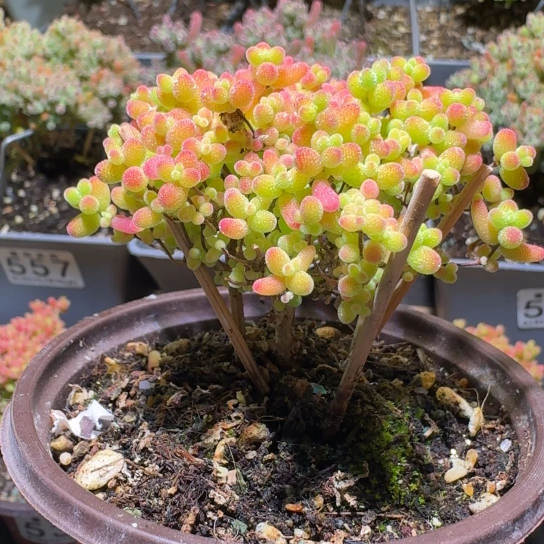 蜜橘糖球枝干番杏359