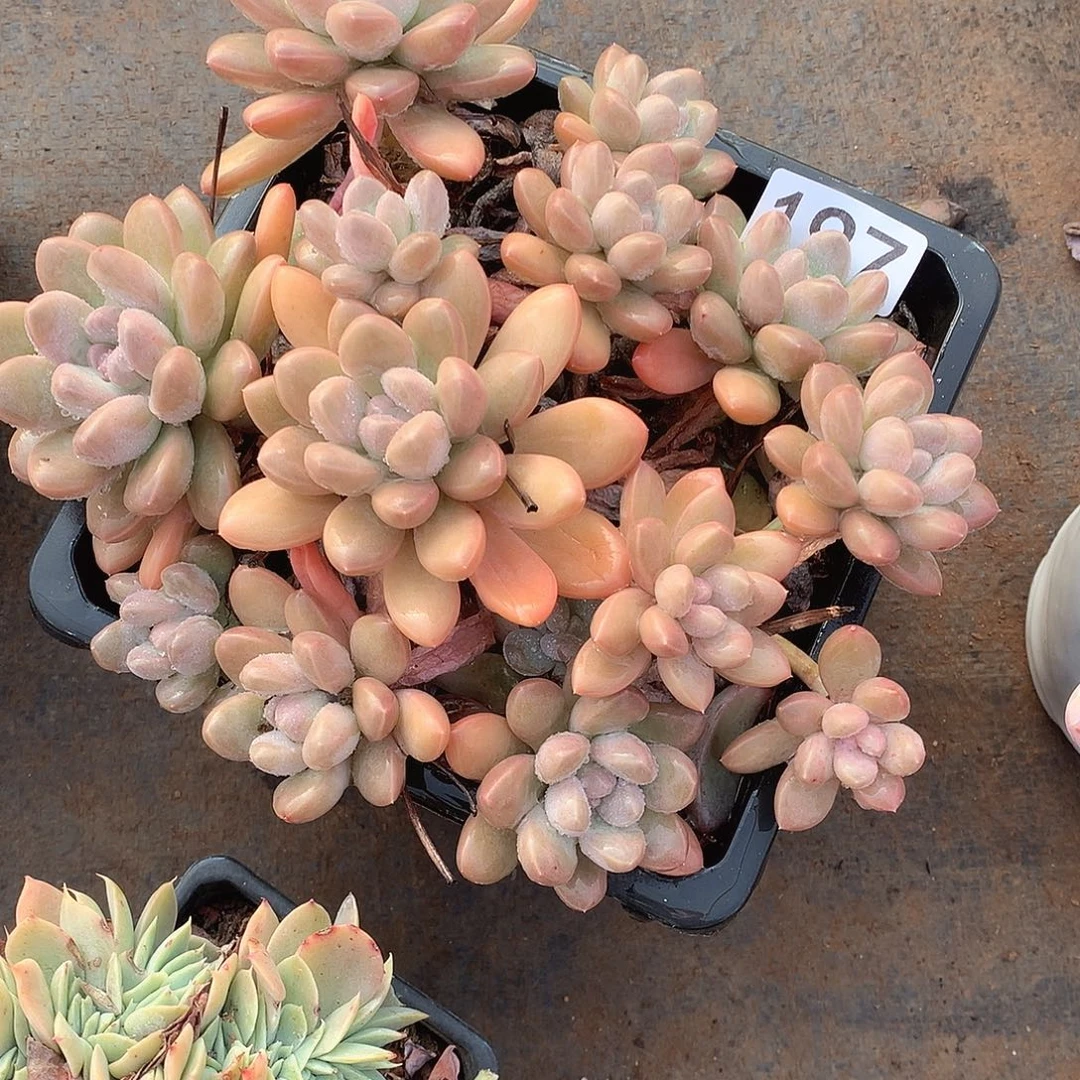 197 一物一拍多肉！