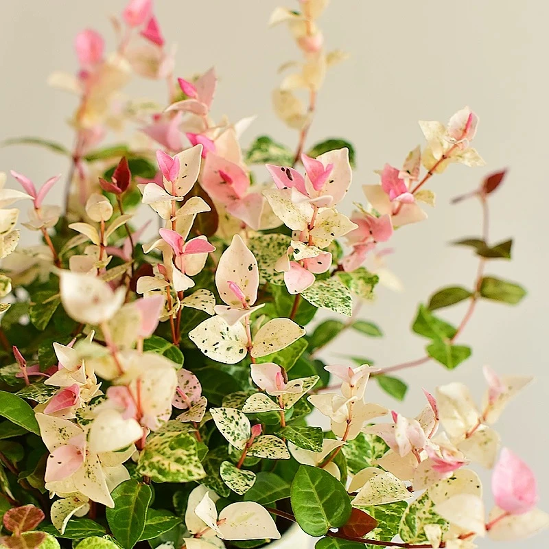 花叶络石 室内观叶植物盆栽花卉绿植