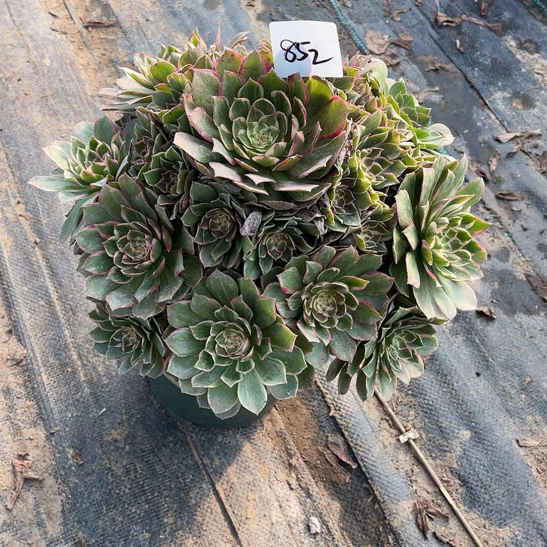 852法师植物莲花座