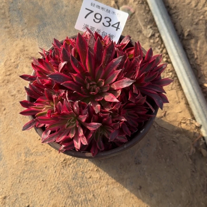 7934凤凰多肉植物