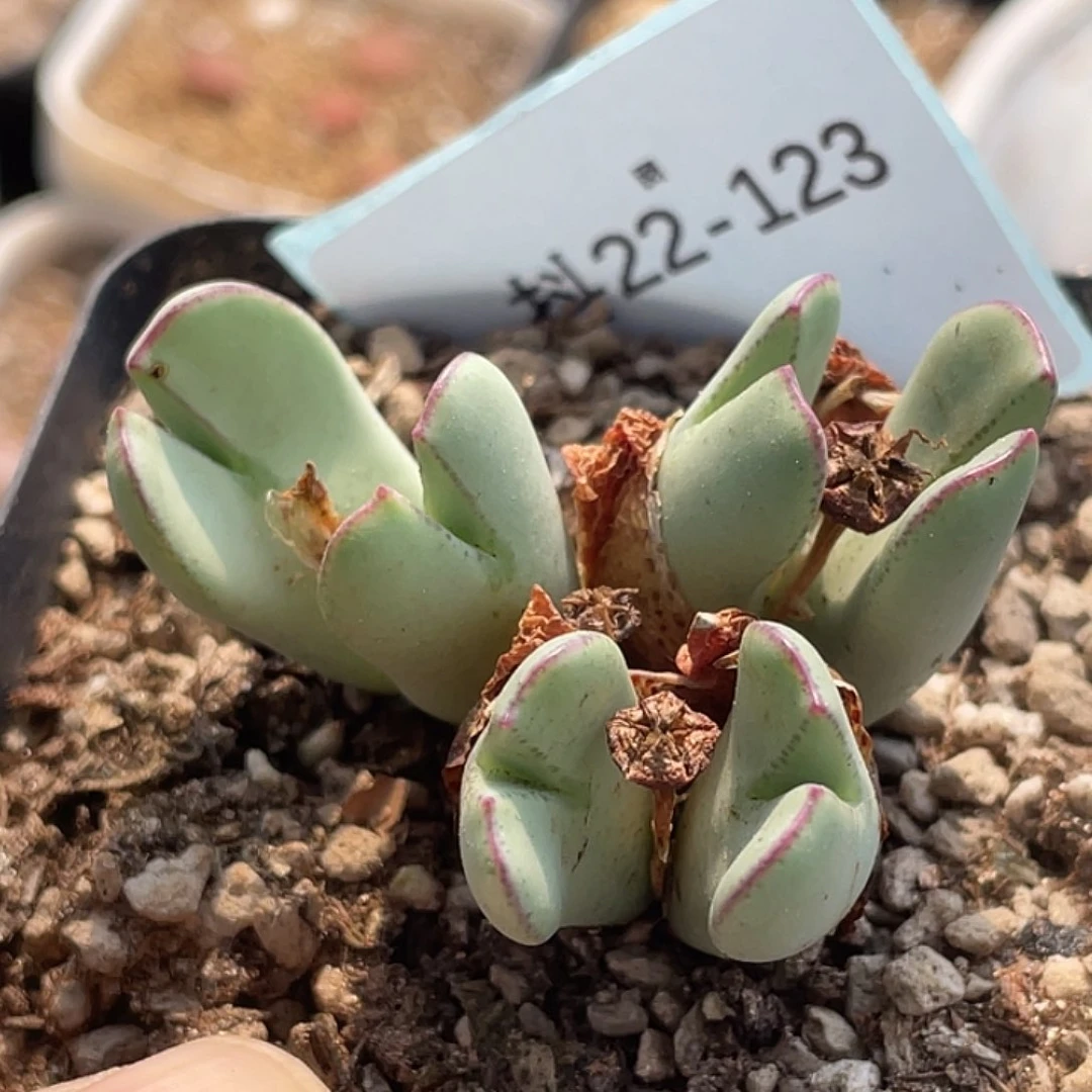 22-123红小秀多肉植物