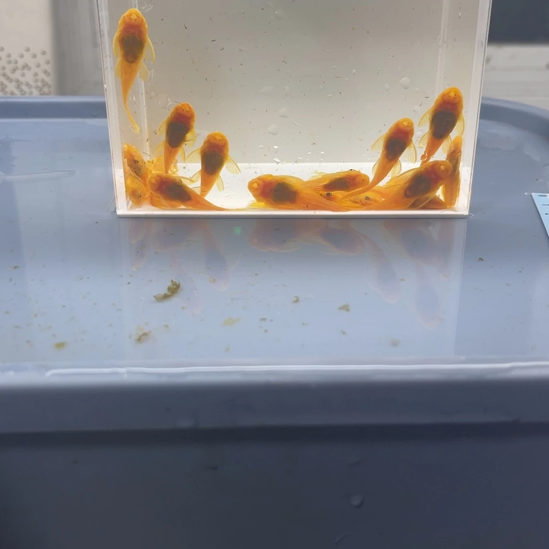 孔雀鱼大胡子20条开箱视频报损