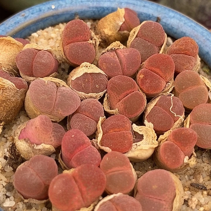 日本原株红风铃一组两颗