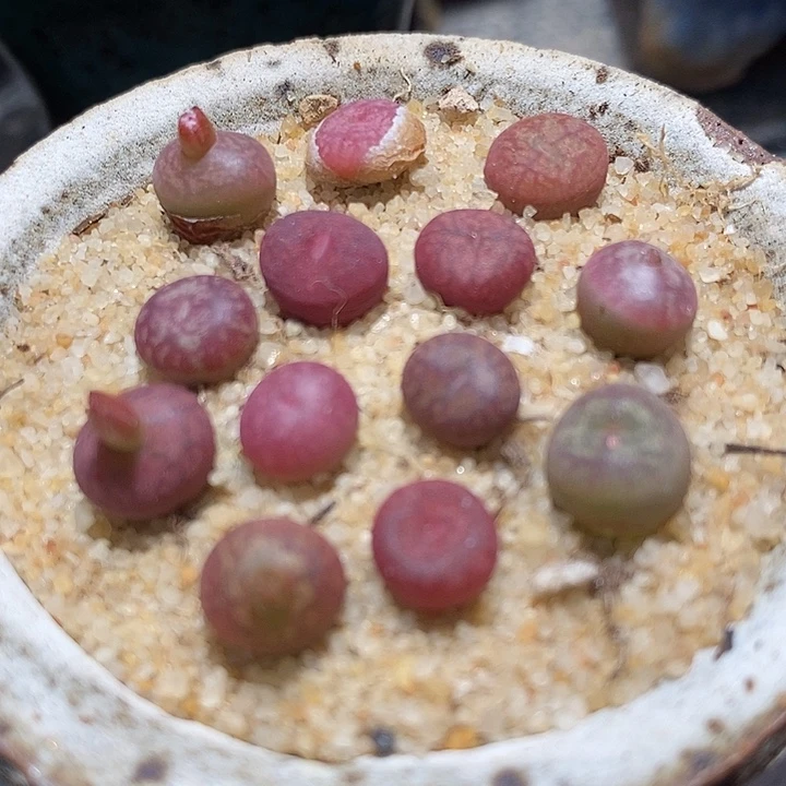 钻墨杂交一颗。