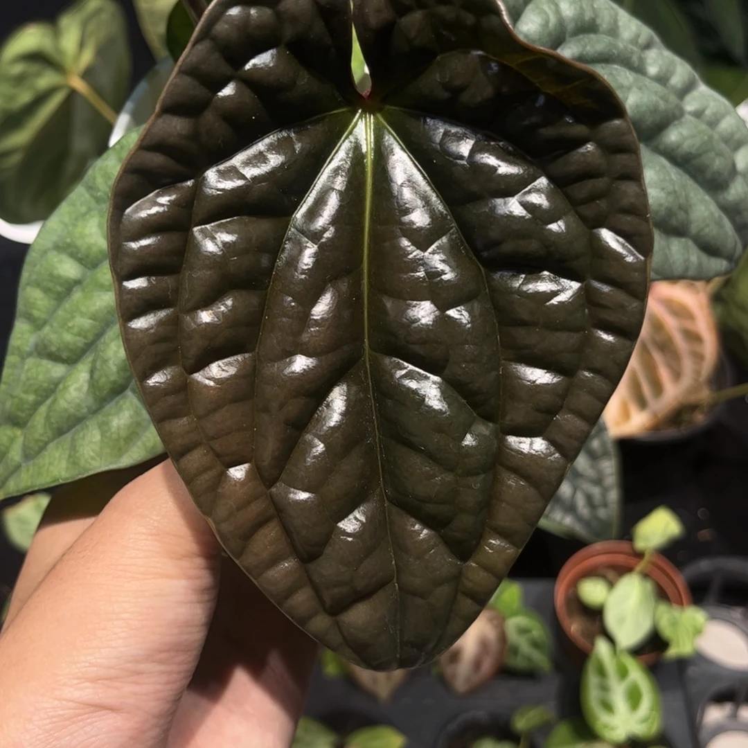 不开花植物老版本黑奢华