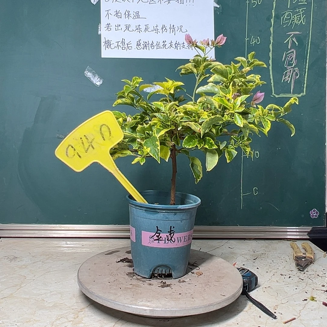 完全开放金边浅紫 940