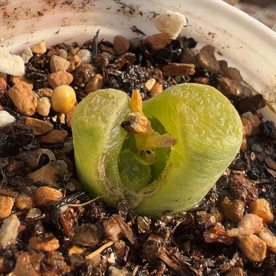 04.31多肉植物百科