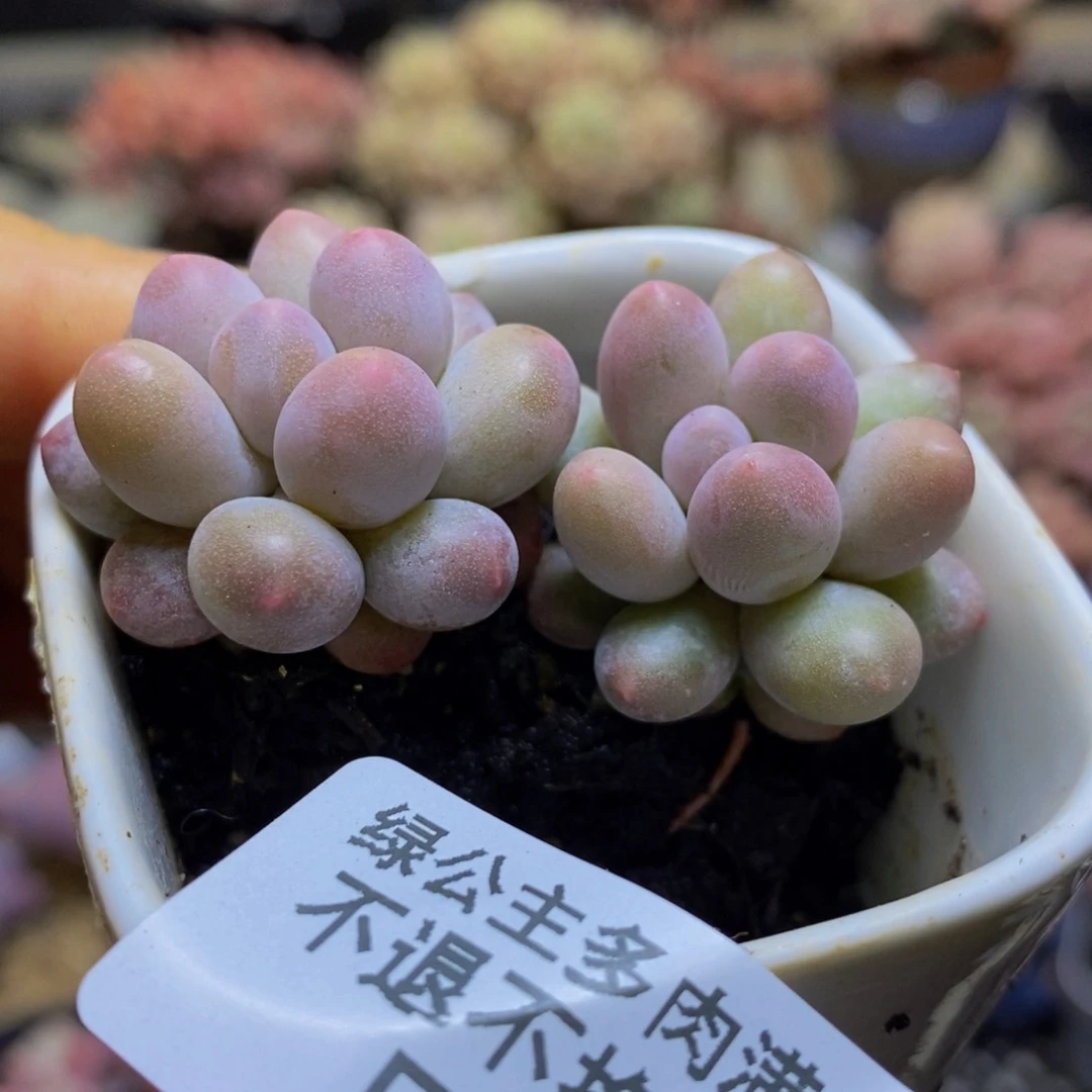 307 泡泡奶1.5 厘米