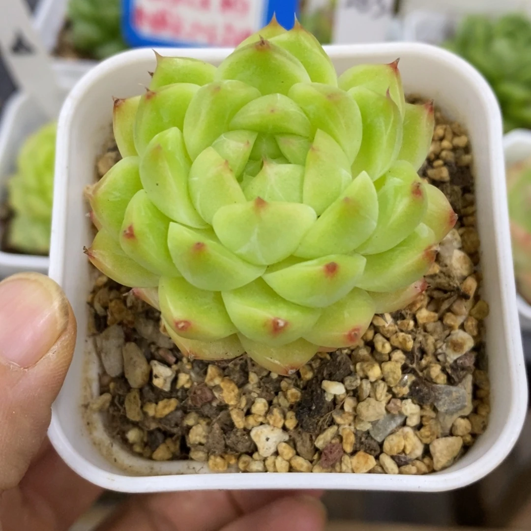精品多肉一物一拍不包整76