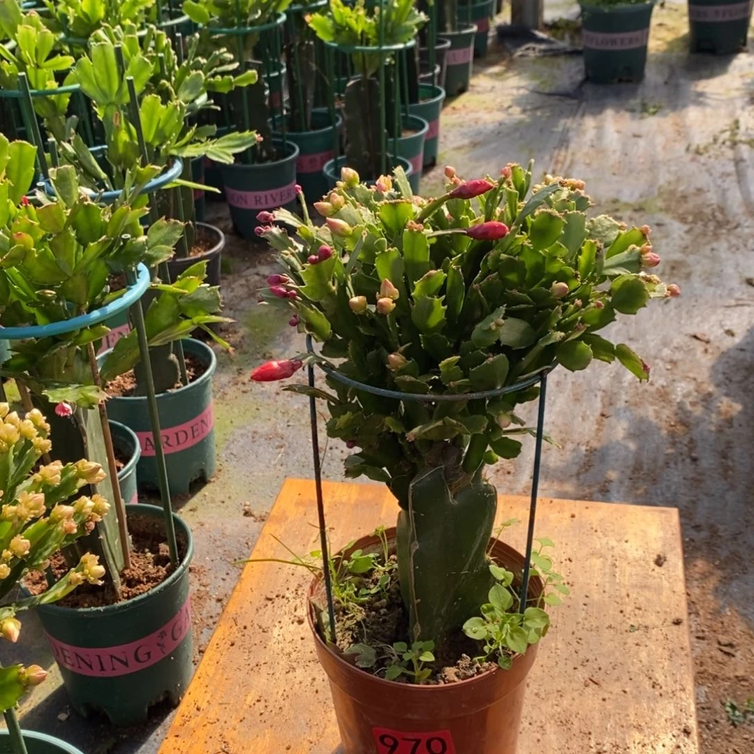 一***水无花朵970嫁接双色