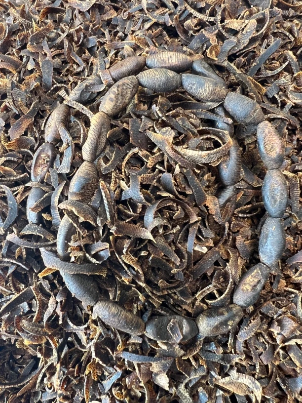 奇楠沉香碎屑瘤疤多样性发一R022