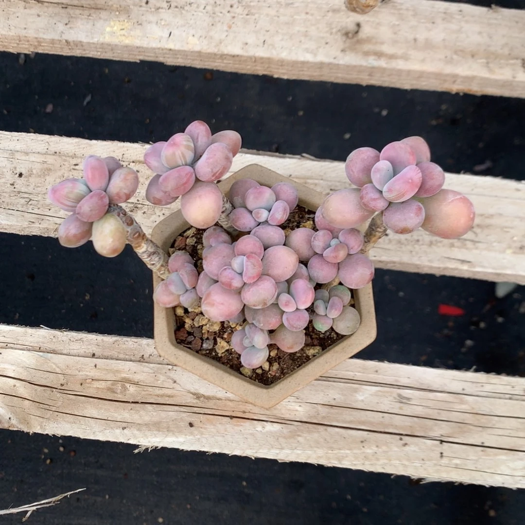 桃蛋老桩带盆28号