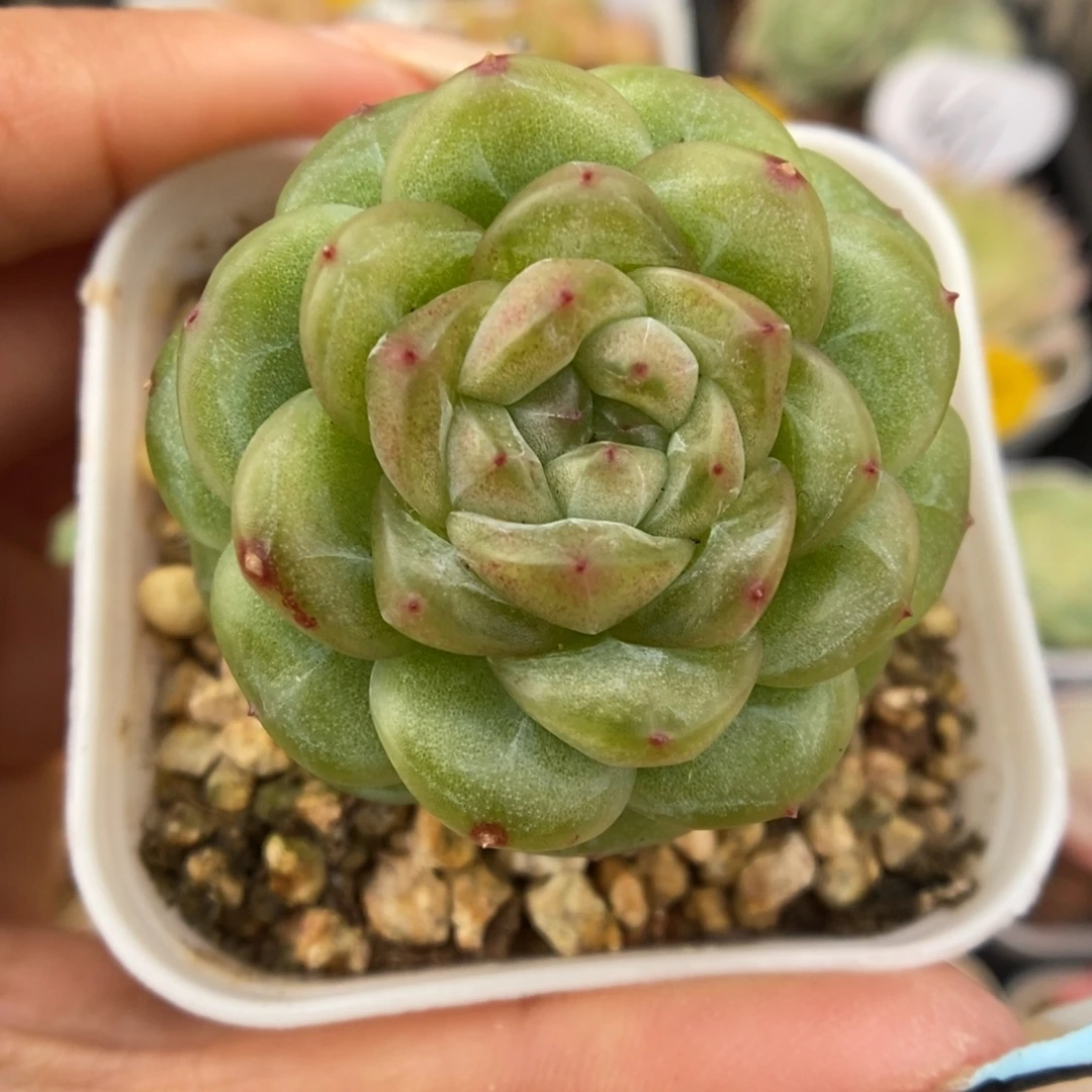 果冻心珍妮551号。