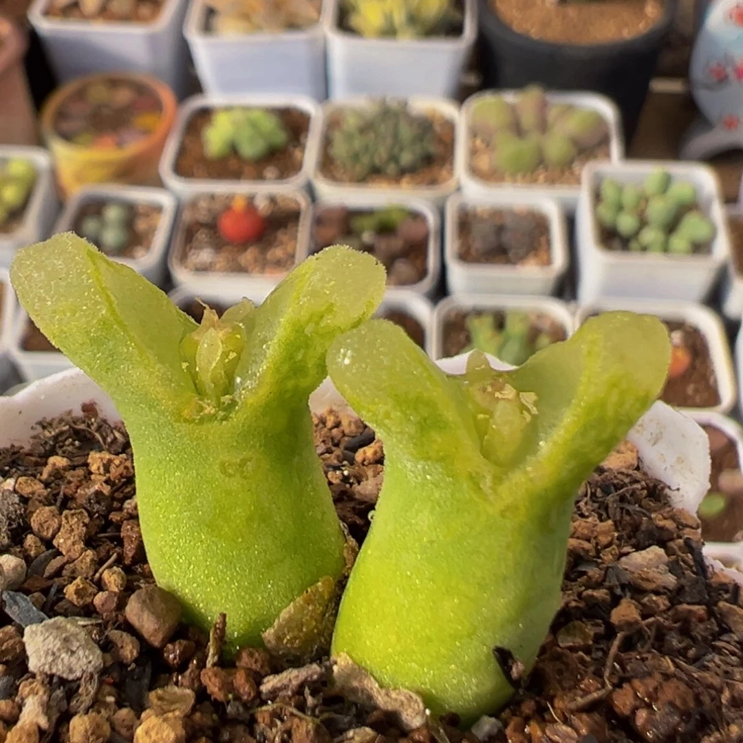 86多肉植物百科冰风铃1416.46