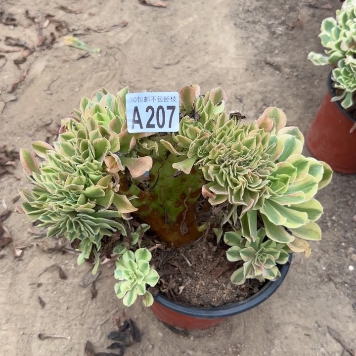 红秀缀……多肉植物……