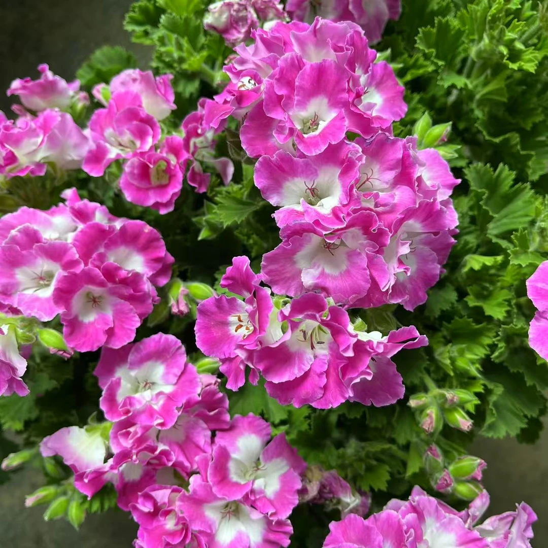 百慕大樱花粉天竺葵盆栽