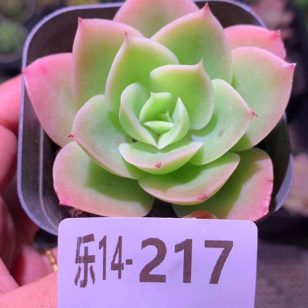 乐然14-217  柠檬酸橙