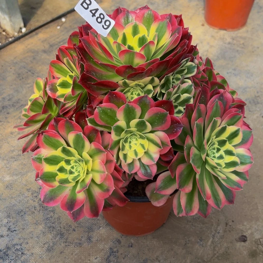 毕*雨法师多肉植物489