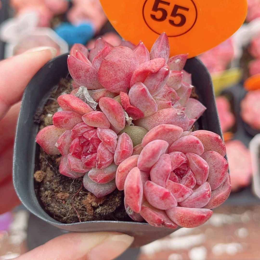 55号小老桩糖心群