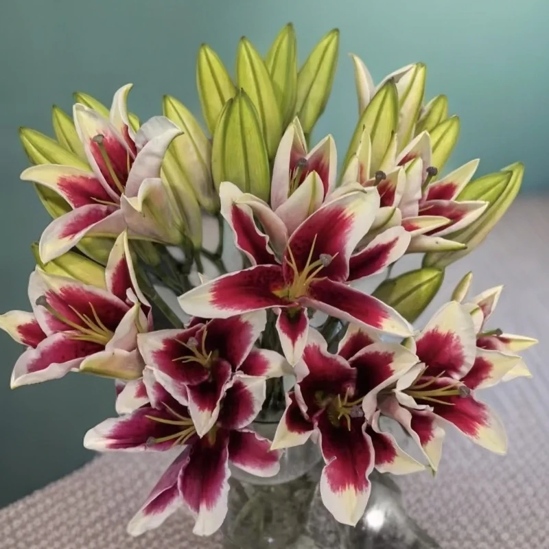 平阳花都鲜花直发 国王百合单瓣浓香水养真花