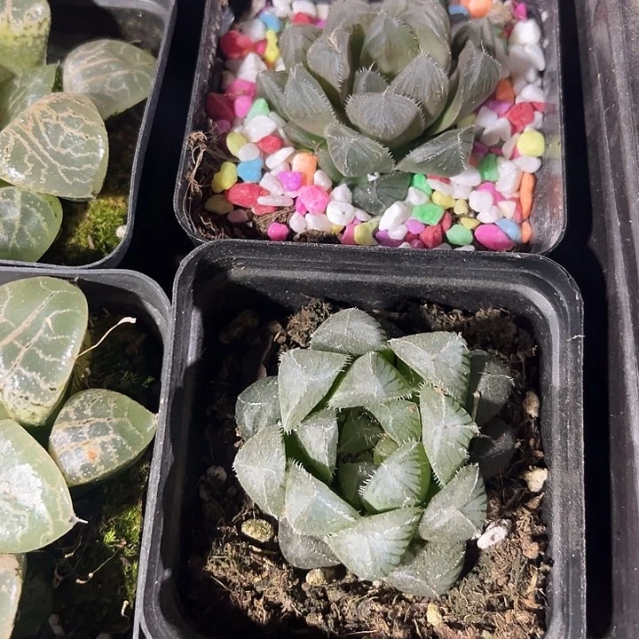 蓝鲸玉露带盆土发