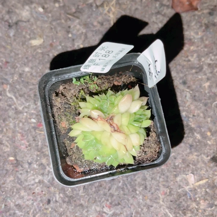 点***点188 带陶瓷盆发货 满28包邮