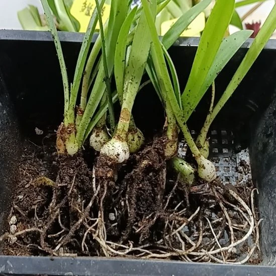 无花朵皮皮10个1+切球苗